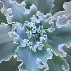 Meet your Posher, Marcia